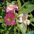 Pack of 10 Seeds Lagunaria Patersonia Norfolk Island Hibiscus, - Top Quality