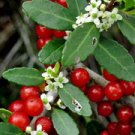 of 5 Seeds US Local Premium Manihot Esculenta Cassava, Hybrid
