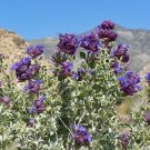 Leptophyllus Cotton Pack of 10 Seeds Everlasting, - Special Offer