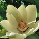Seasonal Favorite Ptychosperma Macarthurii Macarthur Pack of 10 Seeds Palm, -