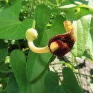 Pack of 5 Seeds Canna Popular Pick Tuerckheimii Giant Lily, - Exclusive