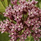 Rare Find Ficus Auriculata Roxburgh Fig, - New Arrival Pack of 20 Seeds