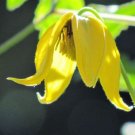 Special Offer Gmelina Pack of 5 Seeds Arborea Beechwood Tree,