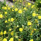 Lobelia Puberula Downy Lobelia, - Discounted Pack of 150 Seeds Customer