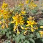 Must Have Special Offer Microcos Paniculata Orange Jasmine, Pack of 5 Seeds