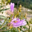 Top Quality Pack of 10 Seeds Nyctanthes Arbor-Tristis Parijat, Hot Sale