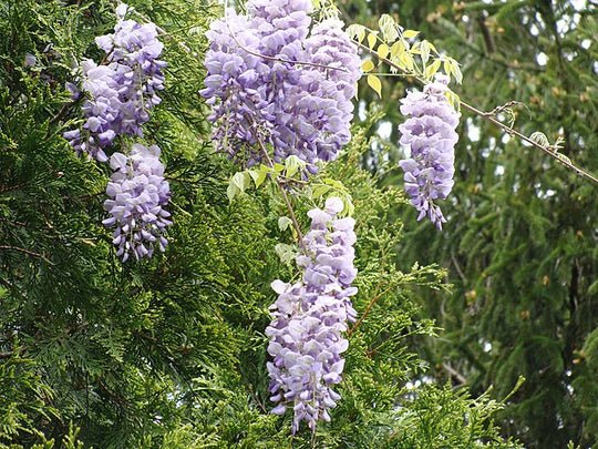 Discounted Platycodon Grandiflorus Alba White Balloon Limited Stock Flower,