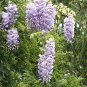 Discounted Platycodon Grandiflorus Alba White Balloon Limited Stock Flower,