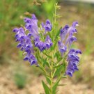 Pack of 20 Seeds Triodanis Hot Sale Perfoliata Venus Looking-Glass, - Top