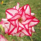 Heirloom 'Color Butterfly' Desert Rose White Red Adenium, 2 Rare Bonsai Seeds,