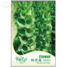 Shell Ornamental 25 beautiful up your Seeds Garden Seeds, Original Pack, seed...