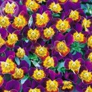 Rare Yellow Purple Pansy 20 handy bonsai Seeds, garden