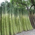 Red Mixed 100 sweet juicy Green Sugarcane Seeds,