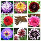 Mixed 8 Types of Dahlia Perennial 50 Seeds, strong fragrant garden