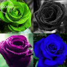 Mixed 4 Types of Blue Red Purple Rainbow Rose 50 new Green Garden Seeds, long...