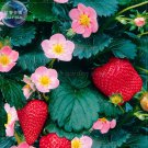 Strawberry Heirloom Imported 100 tasty / hybrid sweet Seeds, ...