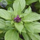 Heirloom Thai Siam Queen Basil 20 lush leaves contrast with square, ...