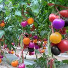 Rainbow 100 professional hybrid yellow purple black pink red Seeds, ...