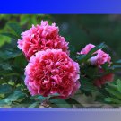 Rare Heirloom Pink Red Damask Peony Ren' Professional 5 / Garden 'Qing Seeds,...