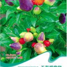 1 approx 20 / Colorful Ornamental ''Mini Bubble Rainbow'' Original Pack, Seed...