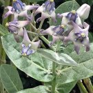 Edition Hosta Longipes Pack of Best Seller 10 Seeds Var. Amagi