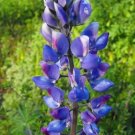 Pack of 10 Seeds Best Seller Meriania Nobilis Noble Meriania, Collector's Choice