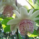Rhus Typhina Staghorn Sumac, - Premium Best Seller Pack of 10 Seeds