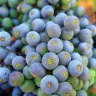 of 10 Seeds Special Offer Sesbania Grandiflora Vegetable Hummingbird, Hot