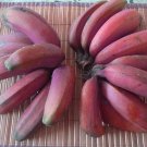 Limited Edition Allium Pack of Special Offer 10 Seeds Haematochiton Redskin