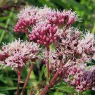 Top Quality Diplacus Pack of Limited Edition 100 Seeds Longiflorus
