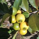 Top Quality Magnolia Pack of Collector's Choice 10 Seeds Sieboldii Oyama