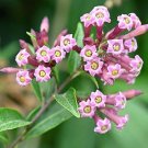 Discounted Murraya Paniculata Short Variety, - Hot Sale Pack of 5 Seeds