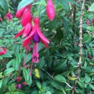 From US Limited Edition Exclusive Clitoria Ternatea Double