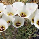 Best Seller Cytisus Scoparius Scotch Discounted Broom, Pack of 300 Seeds (2088)