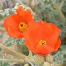 Tephrosia Candida White Pack of Rare Find 10 Seeds Tephrosia, - Premium