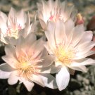 Top Quality Allium Pack of 100 Seeds Schoenoprasum Chives,