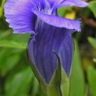 Aristolochia Californica California Pack of 5 Seeds Pipevine, - Discounted