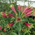 Hot Item Pack of 5 Seeds Caesalpinia Pulcherrima Yellow Peacock Flower, -
