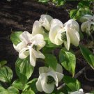 Best Seller Pack of 10 Seeds Coffea Arabica Kona,