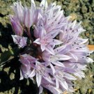 Leucophylium Frutescens Texas Sage, - Popular Pick Exclusive Pack of 10 Seeds