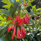 Limited Stock Pack of 10 Seeds Oxytropis Lambertii Lambert'S Crazyweed, -