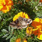 Locally Grown Hot Sale Citrus Trifoliata Flying Dragon, Annual Pack of