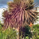 Zamia Furfuracea Cardboard Palm, - Hot Sale Pack of 5 Seeds Must Have