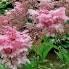 Desmanthus Virgatus Pack of 50 Seeds Virgata Bundleflower, Top Quality