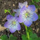 Pack of 5 Seeds Top Quality Allium Senescens German Garlic, New Arrival
