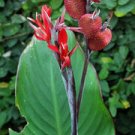 Cercis Siliquastrum Judas Pack of 5 Seeds Tree, - Bestselling Discounted