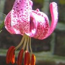 Pack of 30 Seeds Datura Discolor Desert Thorn-Apple, - Top Quality Highly Rated