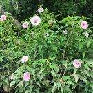 Premium Hot Sale Entelea Pack of 10 Seeds Arborescens New Zealand Mulberry,