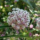 New Arrival Pack of 20 Seeds Top Quality Scrophularia Californica California