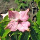 Pack of 10 Seeds Best Seller Bestselling Exclusive Tecoma Stans Yellow Bells,